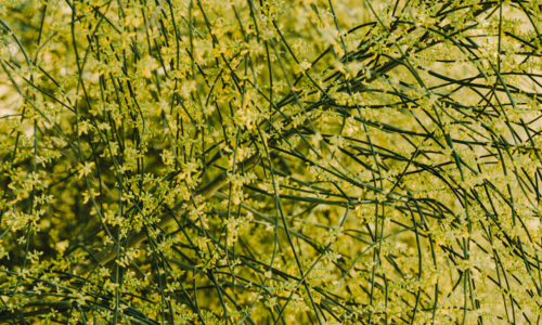 Rhodes grass / Chloris